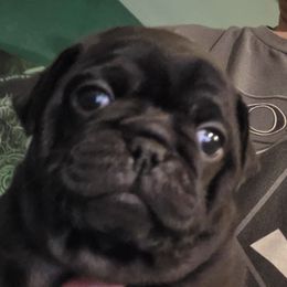 Hickory - Black male Pug puppy in Madera, California from Hills Pugs
