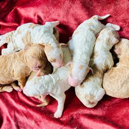 Rocket - Red  male Goldendoodle puppy in Gastonia, North Carolina from Crowders Creek Doodles