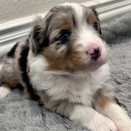 Australian Shepherd Puppies from Wylie Mini Aussies