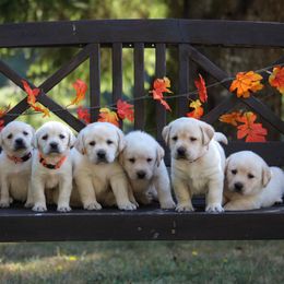 Labrador Retriever Puppies from Pure Joy Labradors