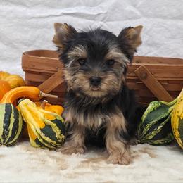 Crew - Blue and gold male Yorkshire Terrier puppy in Monticello, Iowa from Ashley’s Puppies