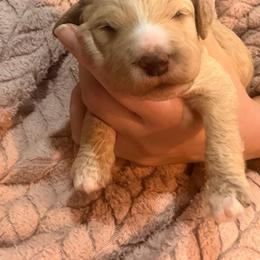 Light pink collar - Apricot female Goldendoodle puppy in Ottawa, Kansas from Kansas Country Doodles