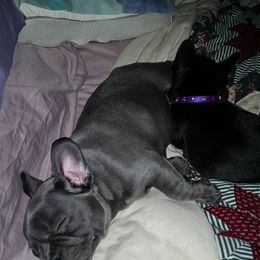 French Bulldog Puppies from Ginny's Frenchie's