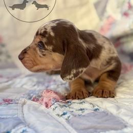 Boy 1 - Dapple male Dachshund puppy in Town Creek, Alabama from Dirt Road Dachshunds
