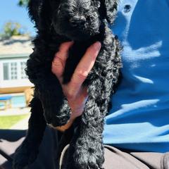 Double Doodle Puppies from Goldendoodle Labradoodle MIX !!!