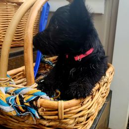 Scottish Terrier Puppies from Nicole's Scottish Terriers