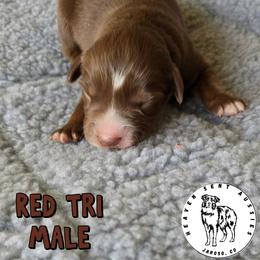 Amos - Red tri male Miniature Australian Shepherd puppy in Jaroso, Colorado from Heaven Sent Aussies