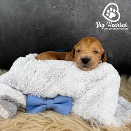 Steve - Cream male Companion Cross puppy in Utah County, Utah from Big Hearted Breeders
