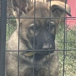 German Shepherd Puppies from Vom Burmeister Kennel