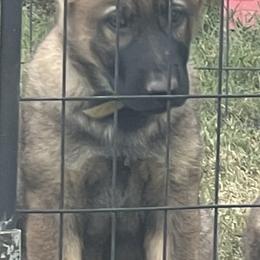 German Shepherd Puppies from Vom Burmeister Kennel
