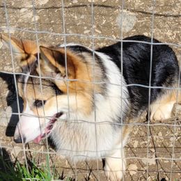 Flynn - Pembroke Welsh Corgi