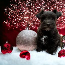 Miniature Schnauzer Puppies from A.R Miniature Schnauzers