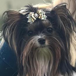 Kye - Black tan and white male Biewer Terrier puppy in Rocklin, California from Precious Jewels Biewer Terriers