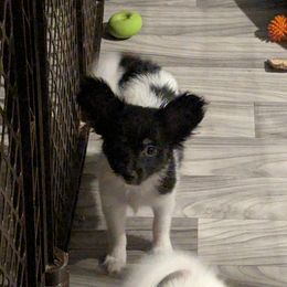 AKC Girl 2 - White and black female Papillon puppy in Joshua, Texas from Summertime Kennels