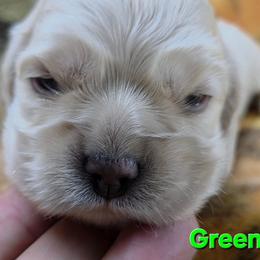 Green - Buff male Cocker Spaniel puppy in Lebanon, Missouri from Spring Hollow Cocker Spaniels