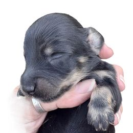 Black and Cream Male - Black and cream male Dachshund puppy in Medina, Ohio from STORIED DOXIES