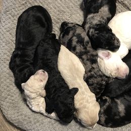 Goldendoodle Puppies from Beary GoldenDoodles