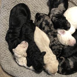 Goldendoodle Puppies from Beary GoldenDoodles