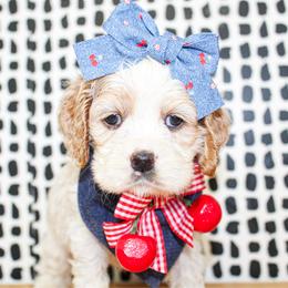 Patsy - Buff and white female Cocker Spaniel puppy in Rattan, Oklahoma from Double M Cocker Spaniels