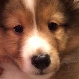 Shetland Sheepdogs from Yellow Rose Shelties