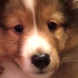 Shetland Sheepdogs from Yellow Rose Shelties