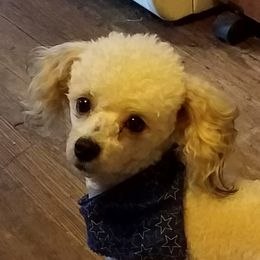 Coco - Poodle