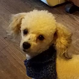 Coco - Poodle