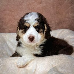 Bernedoodle Puppies from Bernedoodle Bunch