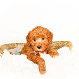 Blueberry - Red  male Goldendoodle puppy in Cleveland, Georgia from The O.G. Doodles