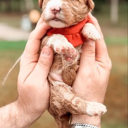 Bernedoodle and Goldendoodle Puppies from Supreme Doodles of Texas