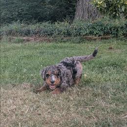 Coco - Blue merle female Aussiedoodle puppy in Yacolt, Washington from Aussiedoodles by Maggie