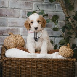 Reef (Red) - Fawn and white male Sheepadoodle puppy in Newport Beach, California from High Desert Doodles