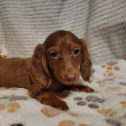 Yukon - Chocolate and tan male Dachshund puppy in Hudson, Michigan from Mittentail Kennel Miniature Dachshunds & Australian Shepherds