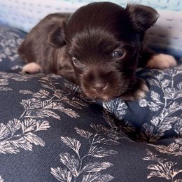 Girl - Chocolate female Havanese puppy in Arizona from HavaDoggie