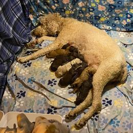 12. GREY COLLAR BOY - Chocolate male Goldendoodle puppy in Charlo, Montana from Heavenly Hilltop Farm