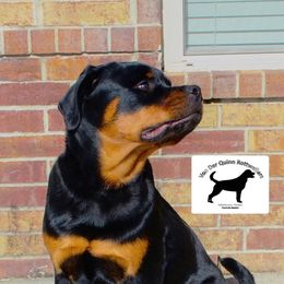 Rottweiler Puppies from Von Der Quinn Rottweilers