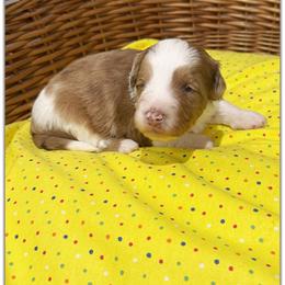 Boy 3 Aussie Doodle - Red merle male Miniature Australian Shepherd puppy in Pensacola, Florida from TNT MINI AUSSIES