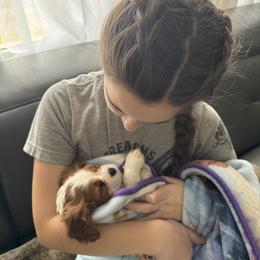 Cavalier King Charles Spaniel Puppies from Cavy Love