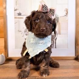 Lyra - Brown and white female Aussiedoodle puppy in Chattanooga, Tennessee from Remedy Ranch Aussiedoodles
