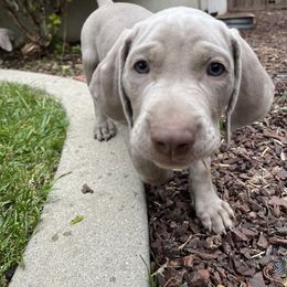 "Bean" Weimaraner Puppies from Baird Weims - AKC registered