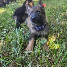 Wildfire (Purple female) - Sable female German Shepherd puppy in Winchester, Kentucky from Del Lago Canine