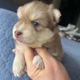 Kenai - Red and white male Pomsky puppy in Rathdrum, Idaho from Smart Pomskies and Frenchies
