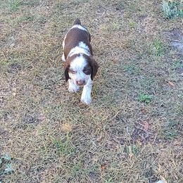 English Springer Spaniel Puppies from Savannah River Springers
