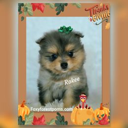 Rokee - Chocolate merle male Pomeranian puppy in Eatonville, Washington from Foxy Forest Poms