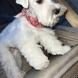 Miniature Schnauzer Puppies from Incredible_Schnauzers