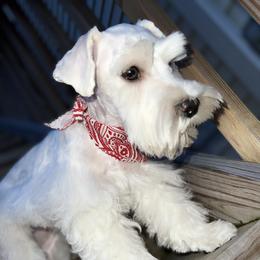 Miniature Schnauzer Puppies from Incredible_Schnauzers