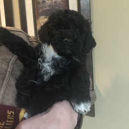 Portuguese Water Dog Puppies from Prestige Portuguese Water Dogs