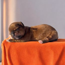 AKC-Teddy - Red male Shih Tzu puppy in Charlotte, North Carolina from Judy's Shih Tzus