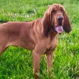 Judge - Bloodhound