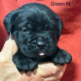 Green Collar R - Black male Cane Corso puppy in Paris, Texas from Knucklehead Cane Corso